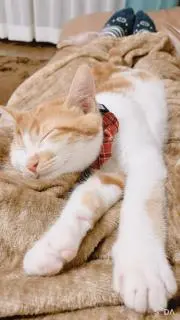 Kanaの画像