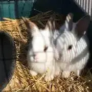まり