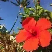 キャリー⭐︎の画像