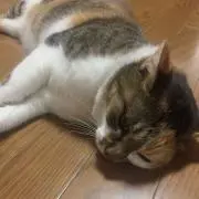 mimiの画像