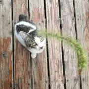 MARO