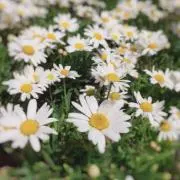 みーの画像