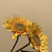 holmesの画像