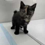 ねこ