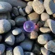 たまの画像