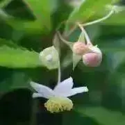 茶花の画像
