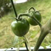 うめの実の画像