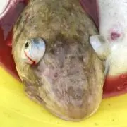 サバのミッソーニの画像