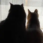 tama
