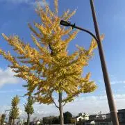 レイ