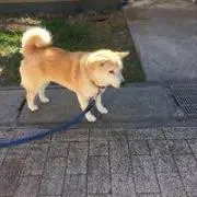 さいとうの画像