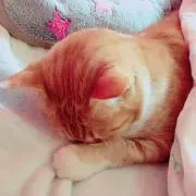 マリンバ