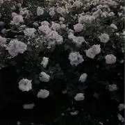 yjの画像