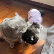 タニタニの画像