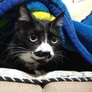 ちこちこ