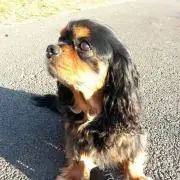 マルクル