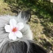 たちゅみの画像