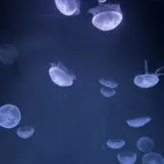 とめの画像