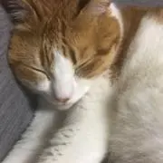みぃたん⭐︎2日以内発送の画像