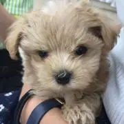 みきぽよ