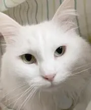TMの画像