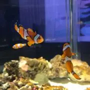 にはの画像