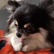 レオの画像