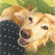 PURINの画像