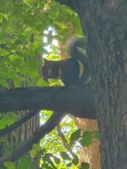 ウィル