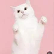 Cocoの画像