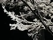 mumumuの画像