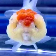 らんちゅう