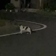 ちょきの画像