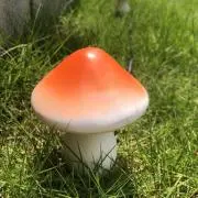 mushroomの画像