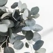 dの画像