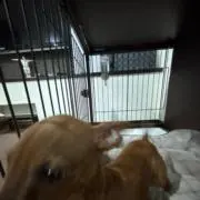 人参バイク