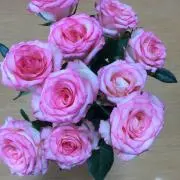 Pink Roseの画像