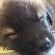 ニーケの画像