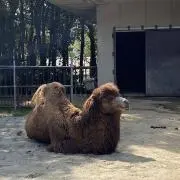 Rの画像