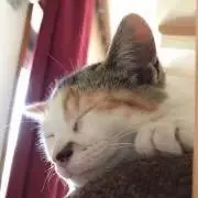 Yumiの画像