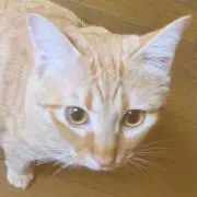 にゃんまる†プロフ見て下さい†の画像
