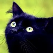 くろねこの画像