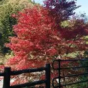 くろやん