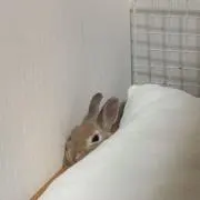 コルクの画像
