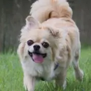 くっぴぃ