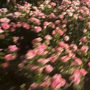 ✮*。゜