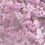 桜月