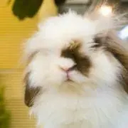seaの画像