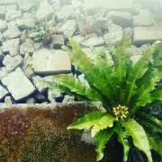 green retreat