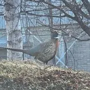 きじの画像